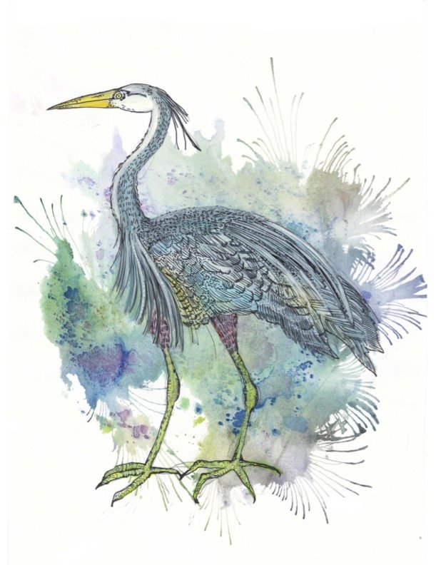 Blue Heron