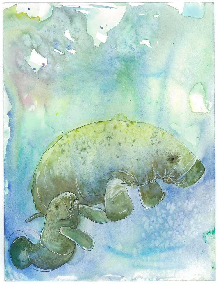 Manatee Baby